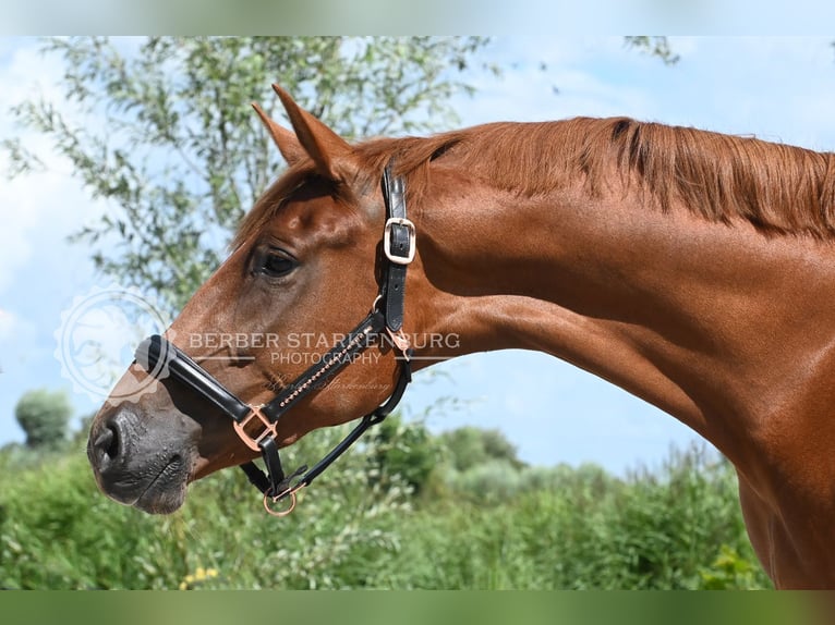 NRPS Merrie 4 Jaar 165 cm Vos in Wormer
