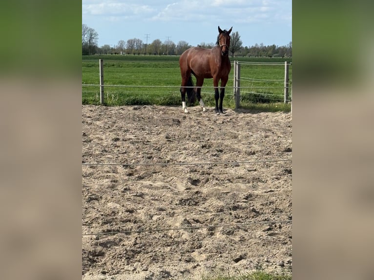NRPS Merrie 4 Jaar 166 cm Bruin in Lekkerkerk