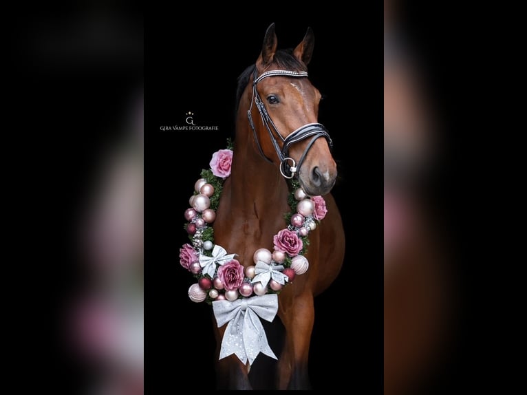 NRPS Merrie 4 Jaar 166 cm Bruin in Lekkerkerk