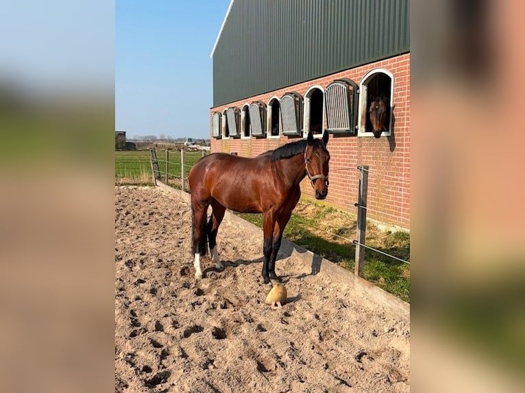 NRPS Merrie 4 Jaar 166 cm Bruin in Lekkerkerk