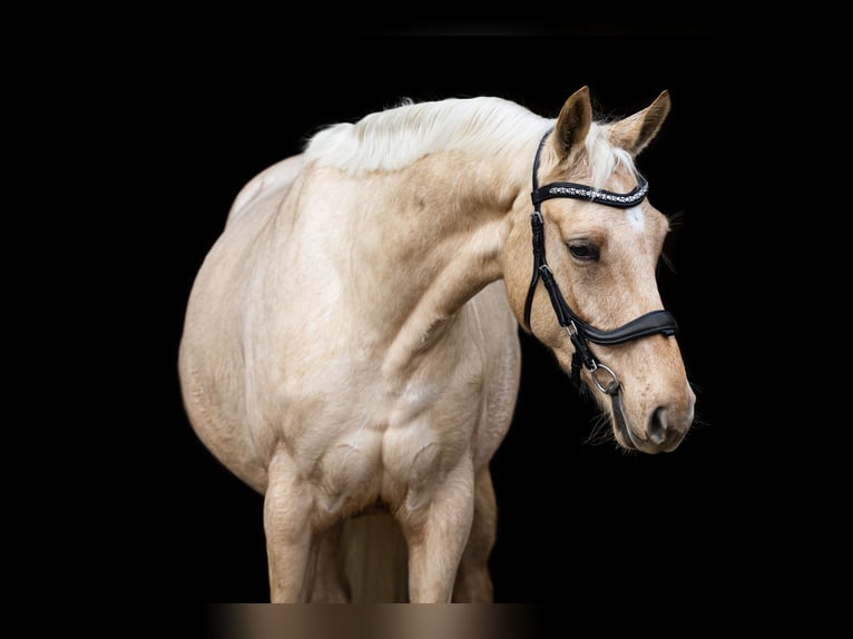 NRPS Merrie 4 Jaar 167 cm Palomino in Tholen