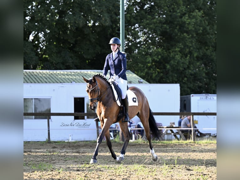 NRPS Merrie 4 Jaar 168 cm in Vinkel