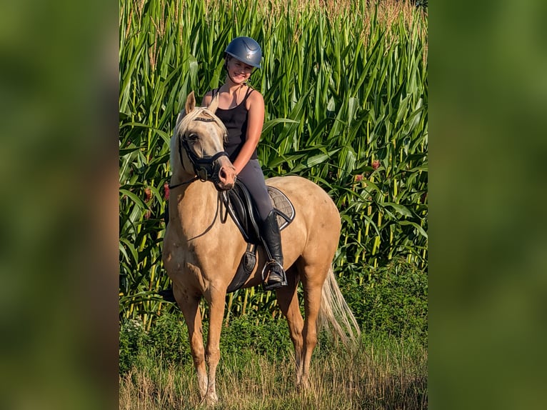 NRPS Merrie 5 Jaar 142 cm Palomino in Wachtum