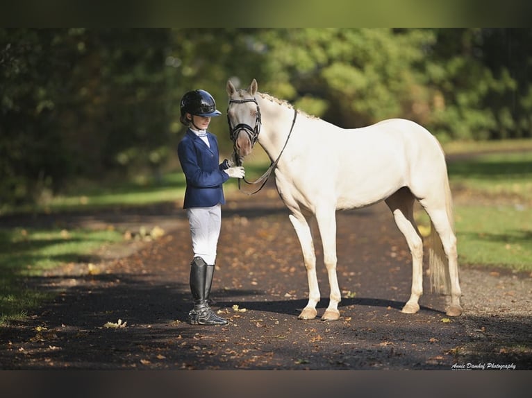 NRPS Merrie 5 Jaar 143 cm Perlino in Dalen