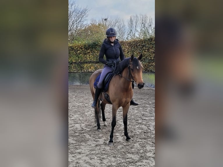 NRPS Merrie 5 Jaar 148 cm in Oss
