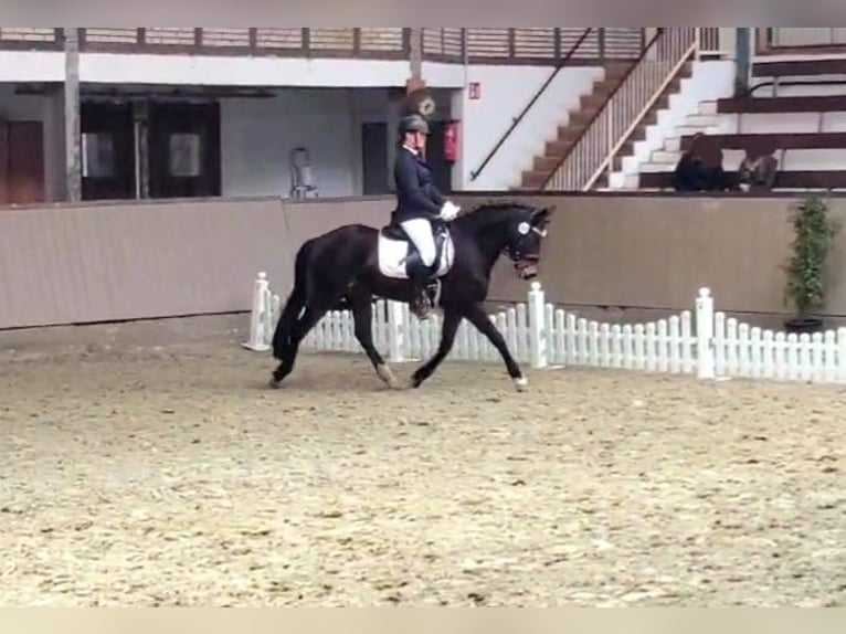 NRPS Merrie 5 Jaar 148 cm Zwartbruin in Dörpen