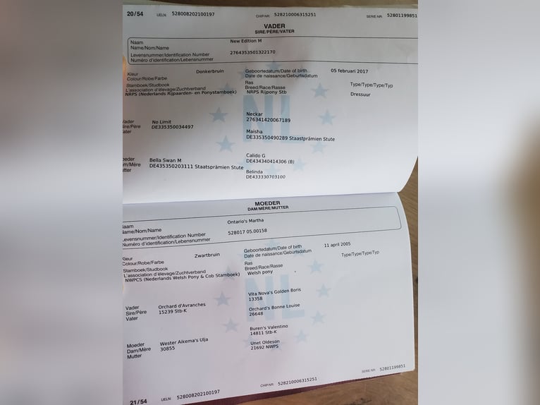 NRPS Merrie 5 Jaar 148 cm Zwartbruin in Dörpen