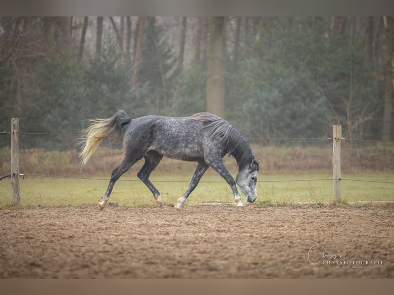 NRPS Merrie 5 Jaar 150 cm Zwartschimmel in Streefkerk