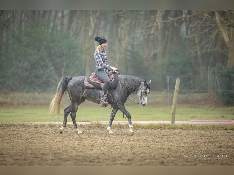 NRPS Merrie 5 Jaar 150 cm Zwartschimmel in Streefkerk