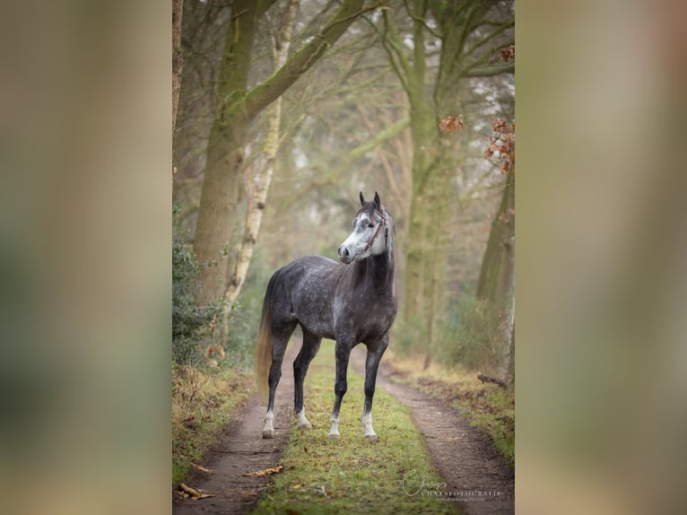 NRPS Merrie 5 Jaar 150 cm Zwartschimmel in Streefkerk