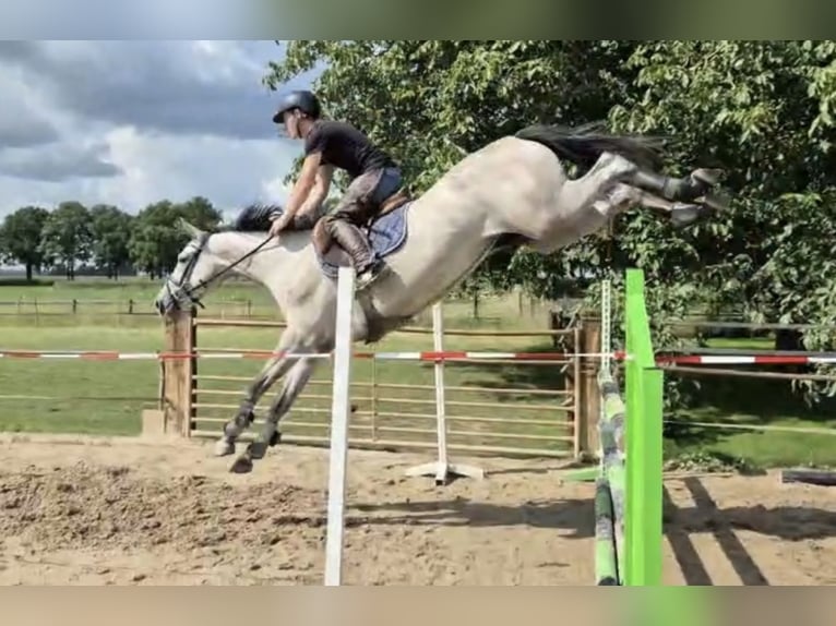 NRPS Merrie 5 Jaar 166 cm Schimmel in Augustinusga