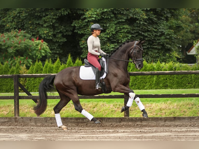 NRPS Merrie 5 Jaar 170 cm Zwart in Biddinghuizen