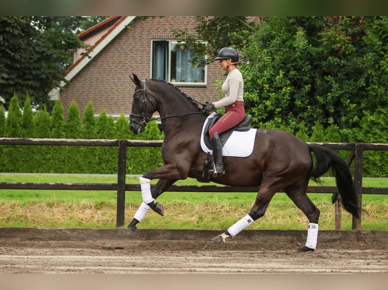 NRPS Merrie 5 Jaar 170 cm Zwart in Biddinghuizen