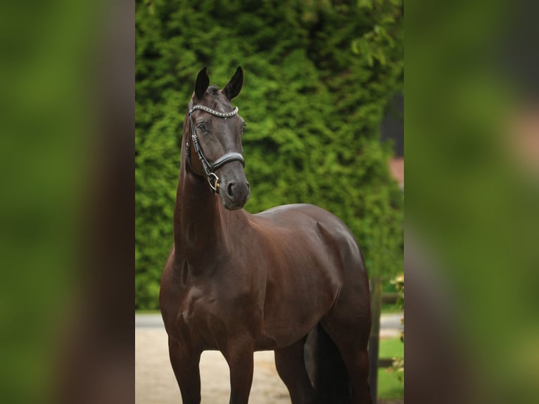 NRPS Merrie 5 Jaar 170 cm Zwart in Biddinghuizen