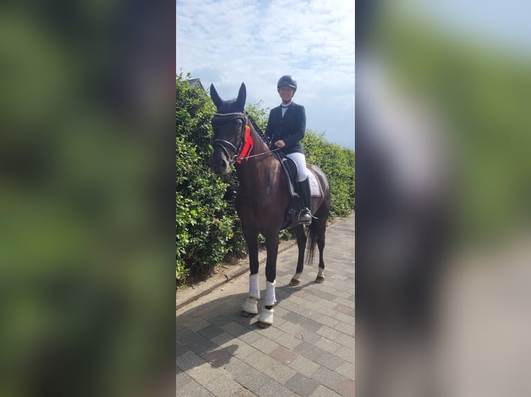 NRPS Merrie 5 Jaar 177 cm Zwart in Heinsberg