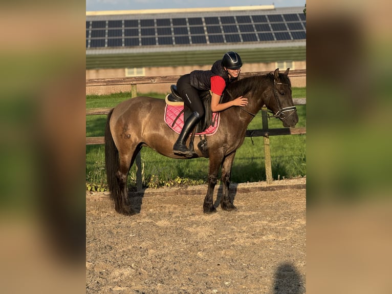 NRPS Merrie 6 Jaar 142 cm Donkerbruin in IJsselstein