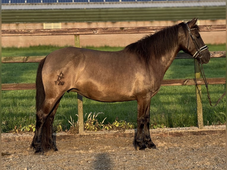 NRPS Merrie 6 Jaar 142 cm Donkerbruin in IJsselstein