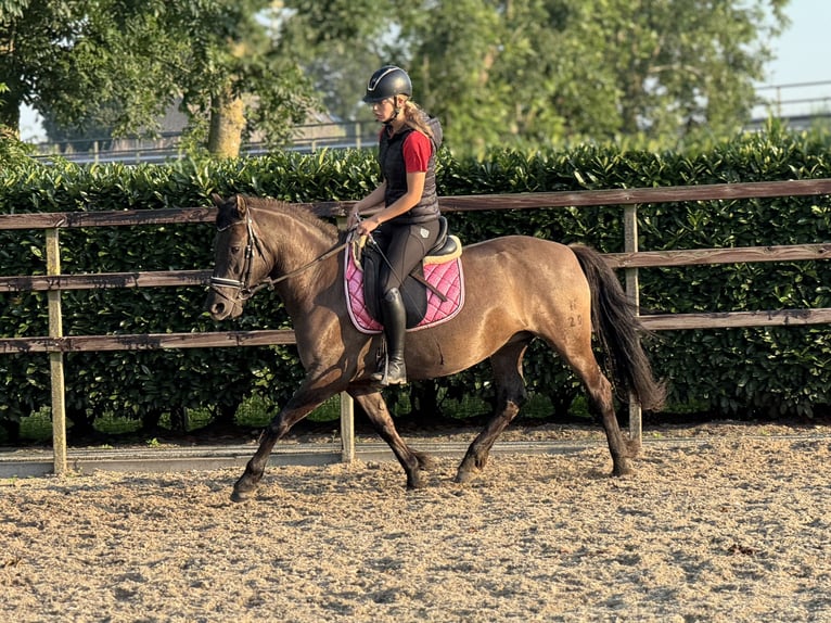 NRPS Merrie 6 Jaar 142 cm Donkerbruin in IJsselstein