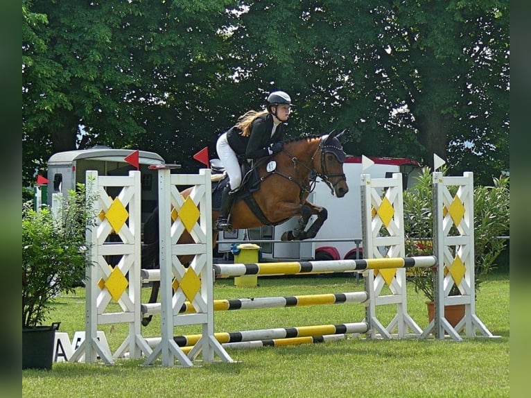 NRPS Merrie 6 Jaar 144 cm Bruin in Rodewald