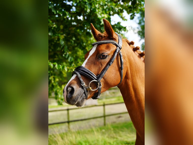 NRPS Merrie 6 Jaar 145 cm Vos in Buchholz in der Nordheide