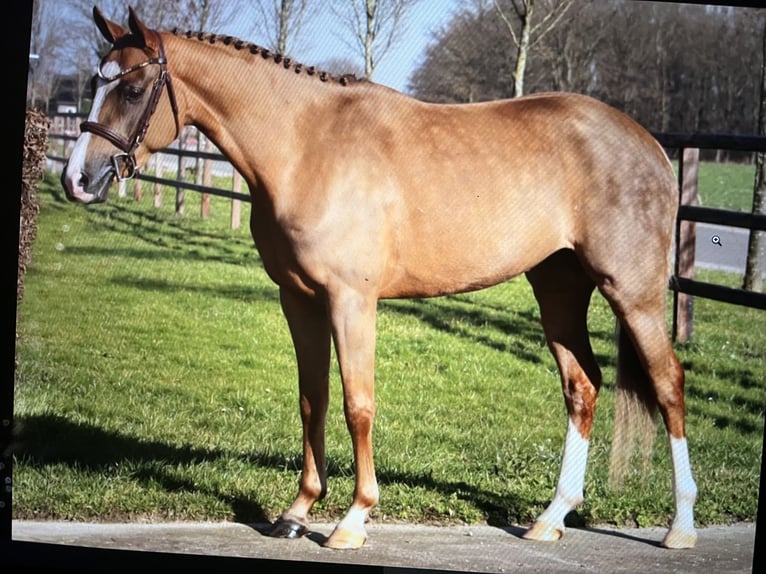 NRPS Merrie 6 Jaar 146 cm Vos in V&#xF6;hl
