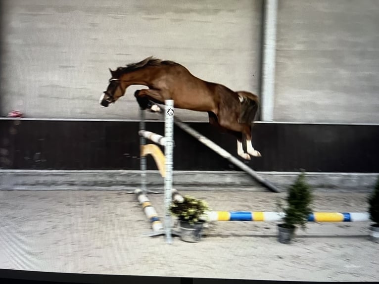 NRPS Merrie 6 Jaar 146 cm Vos in V&#xF6;hl