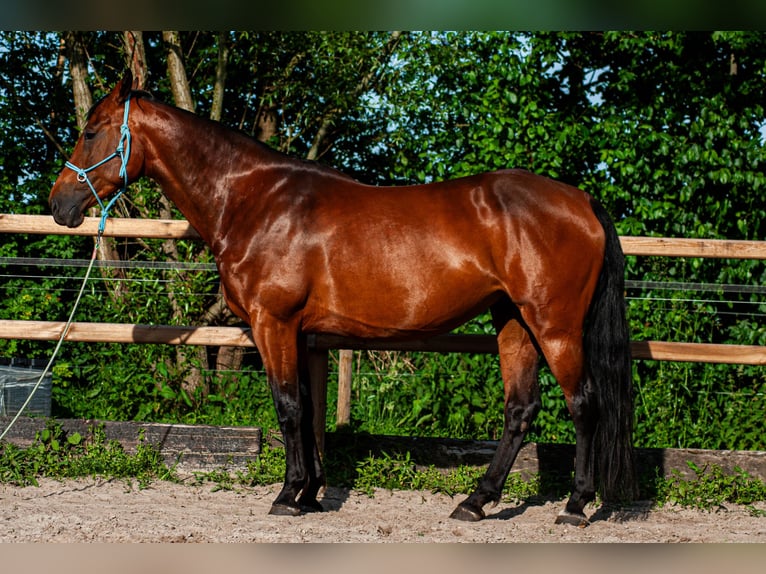 NRPS Merrie 6 Jaar 163 cm Bruin in Drachten