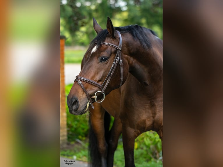 NRPS Merrie 6 Jaar 165 cm in Lochem