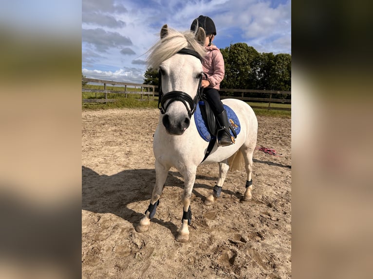 NRPS Merrie 7 Jaar 116 cm Schimmel in Zevenhoven