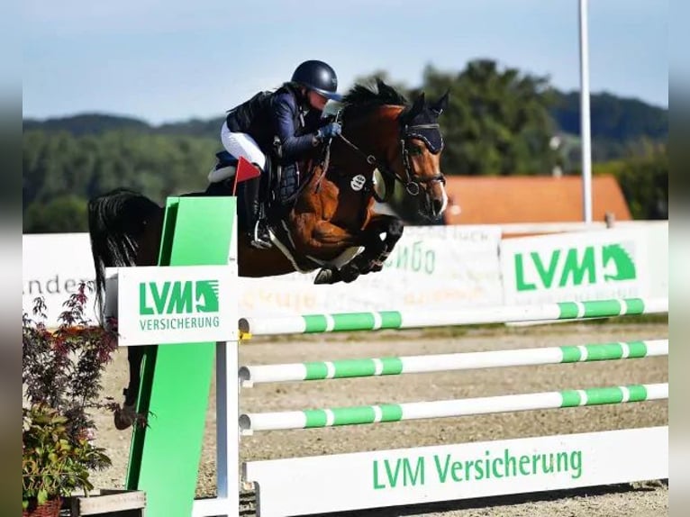 NRPS Merrie 7 Jaar 147 cm Donkerbruin in Schwerte