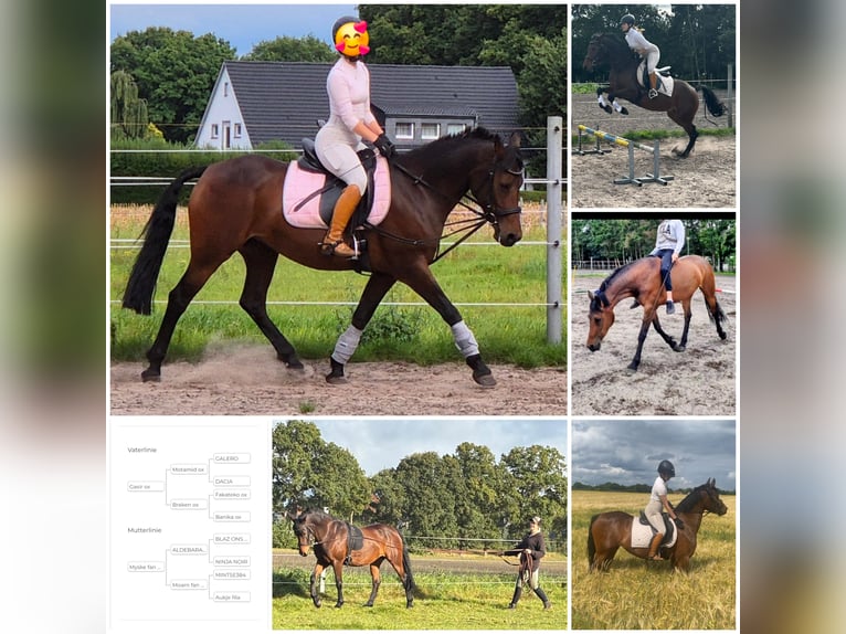 NRPS Mix Merrie 7 Jaar 153 cm Bruin in Bar&#xDF;el