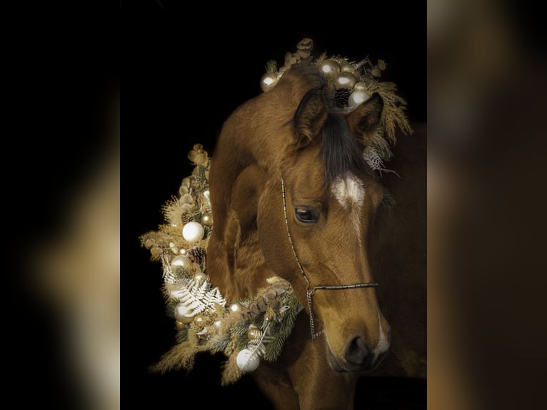 NRPS Mix Merrie 7 Jaar 155 cm Roodbruin in Hemer