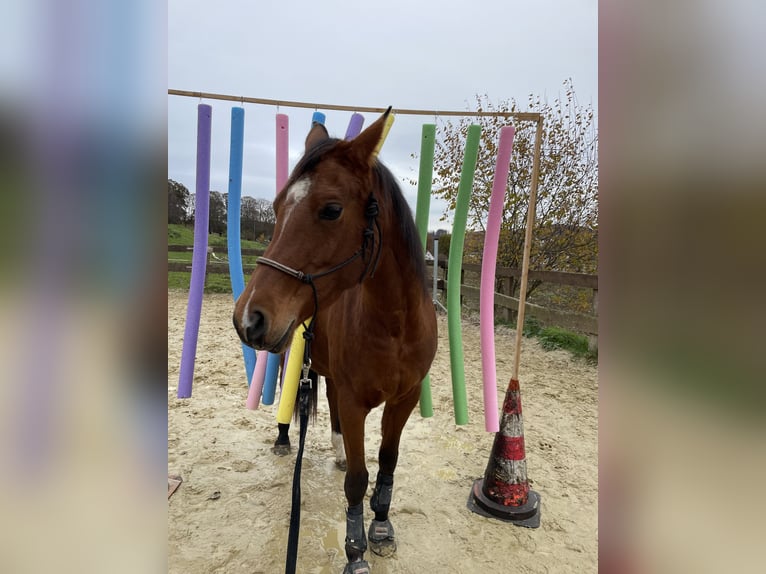 NRPS Mix Merrie 7 Jaar 155 cm Roodbruin in Hemer