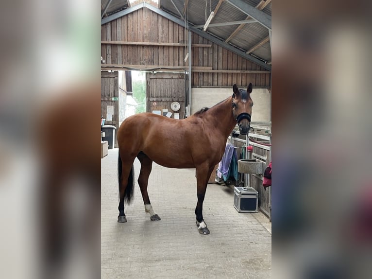 NRPS Mix Merrie 7 Jaar 155 cm Roodbruin in Hemer