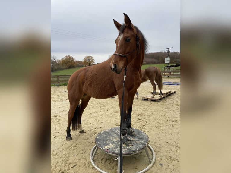 NRPS Mix Merrie 7 Jaar 155 cm Roodbruin in Hemer