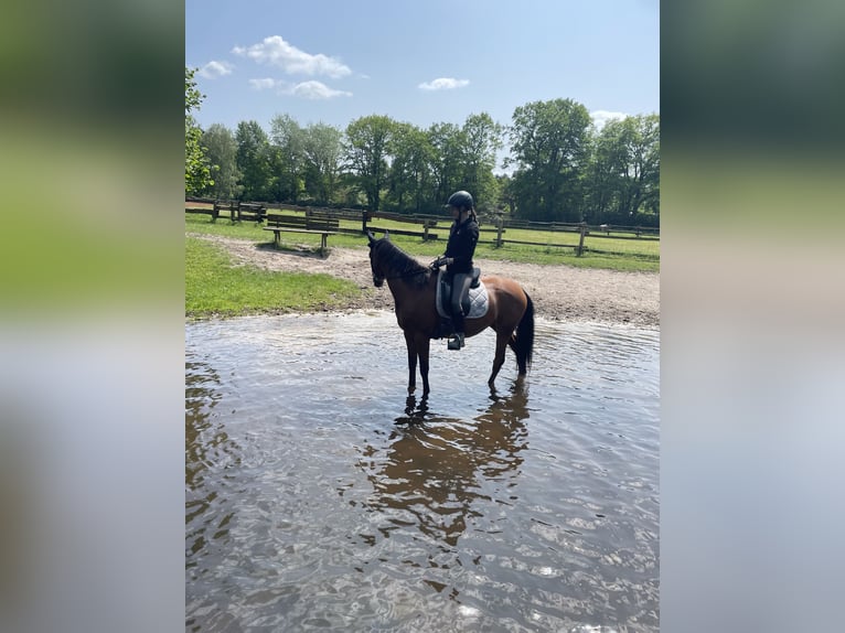 NRPS Mix Merrie 7 Jaar 155 cm Roodbruin in Hemer