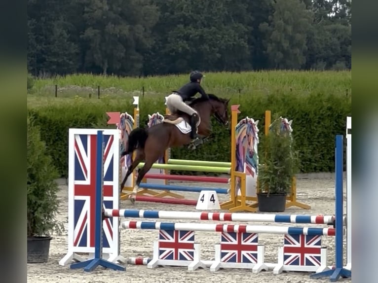 NRPS Mix Merrie 8 Jaar 145 cm Donkerbruin in Ermelo