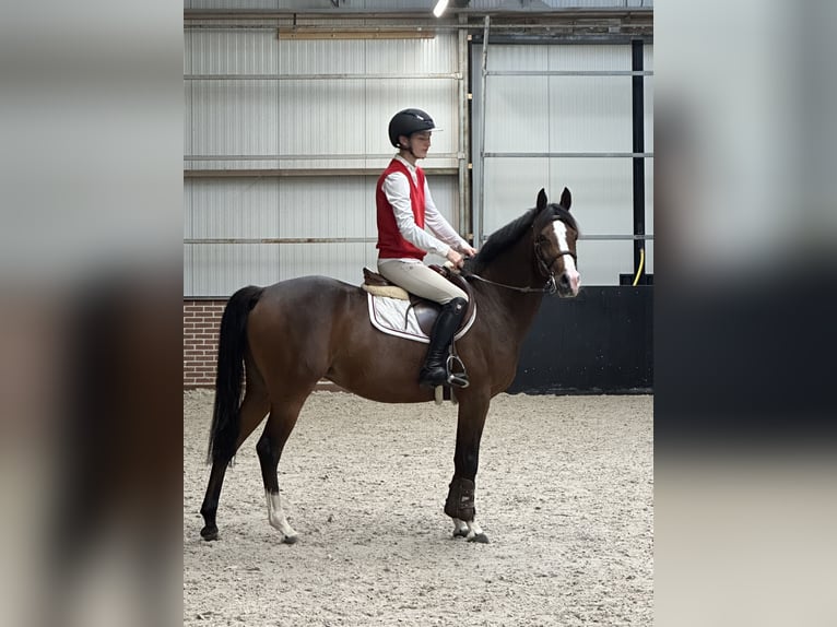 NRPS Mix Merrie 8 Jaar 145 cm Donkerbruin in Ermelo