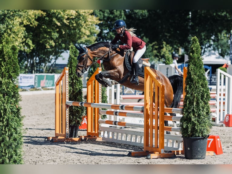 NRPS Merrie 8 Jaar 148 cm Bruin in Hellendoorn