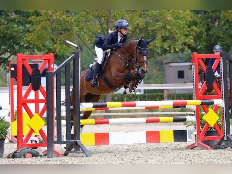 NRPS Merrie 8 Jaar 148 cm Bruin in Hellendoorn