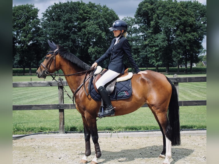 NRPS Merrie 8 Jaar 148 cm Bruin in Hellendoorn