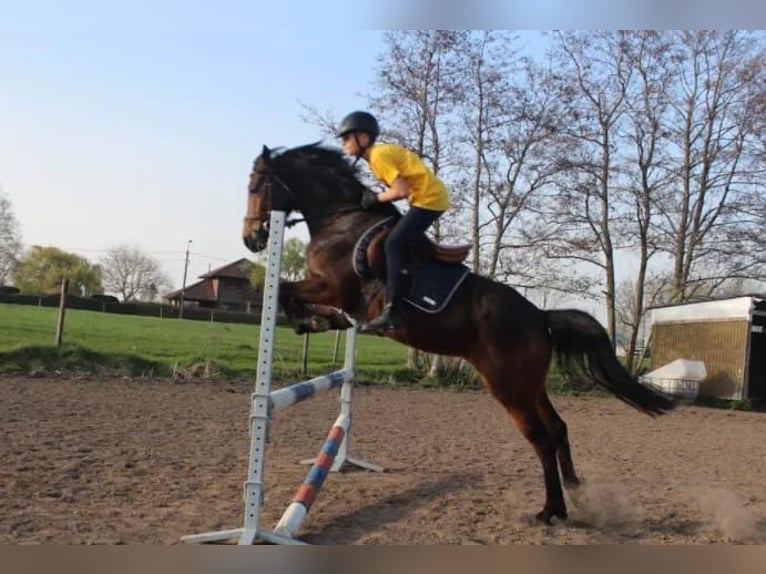 NRPS Mix Merrie 9 Jaar 142 cm Zwartbruin in Oppuurs