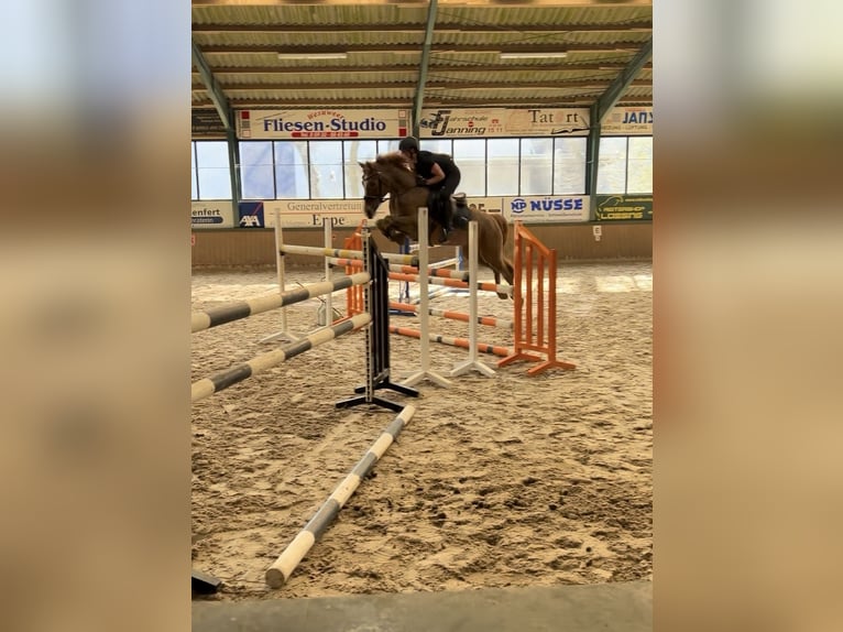 NRPS Merrie 9 Jaar 147 cm Vos in Meppen