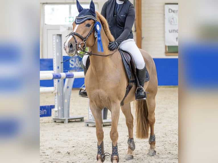 NRPS Merrie 9 Jaar 147 cm Vos in Meppen