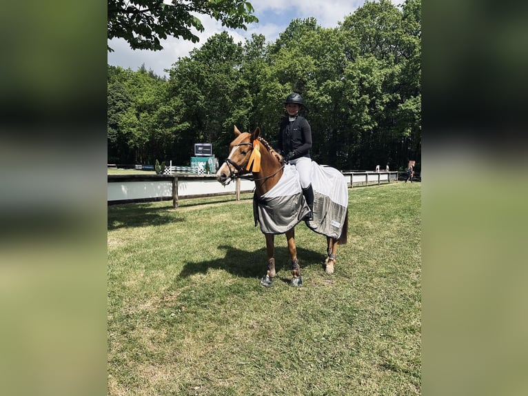 NRPS Merrie 9 Jaar 147 cm Vos in Meppen