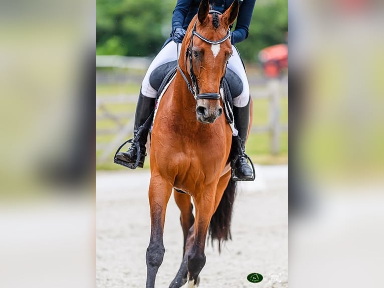 NRPS Merrie 9 Jaar 170 cm Bruin in RenswoudeRenswoude