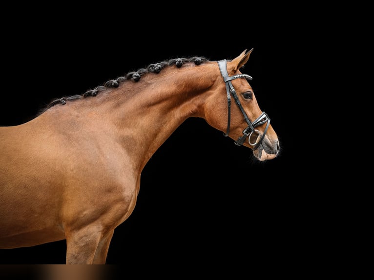 NRPS Merrie Veulen (04/2025) 148 cm Palomino in Zweeloo