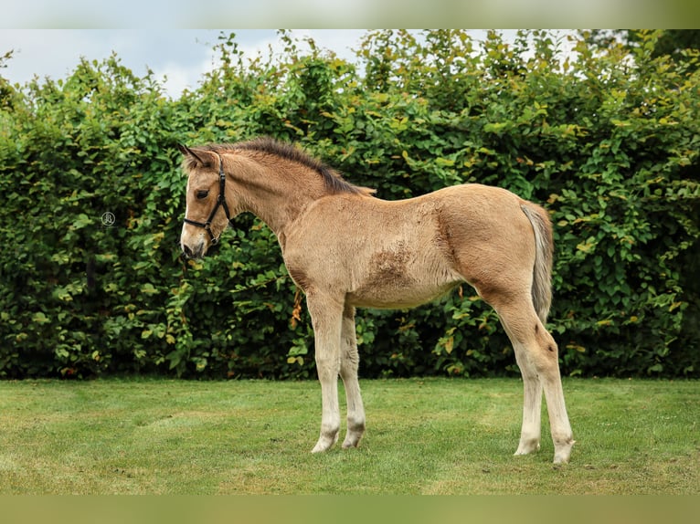 NRPS Merrie Veulen (04/2025) 148 cm Palomino in Zweeloo