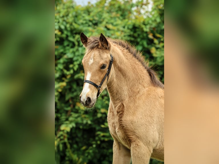 NRPS Merrie Veulen (04/2025) 148 cm Palomino in Zweeloo