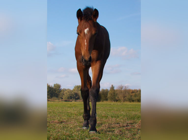 NRPS Merrie Veulen (06/2026) 165 cm Bruin in Nieuwerkerkaan den ijssel
